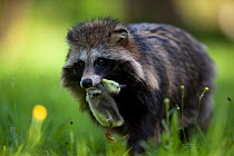 Raccoon dog (Nyctereutes procyonoides) with duckling prey, introduced species, Black Forest, Baden-Wurttemberg, Germany. May.