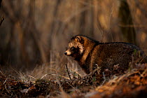 Raccoon dog (Nyctereutes procyonoides) profile, introduced species, Black Forest, Baden-Wurttemberg, Germany. February.