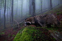 Raccoon dog (Nyctereutes procyonoides) in habitat, introduced species, Black Forest, Baden-Wurttemberg, Germany. May.