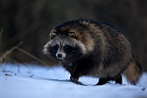 Raccoon dog (Nyctereutes procyonoides) in snow, introduced species, Black Forest, Baden-Wurttemberg, Germany. February.