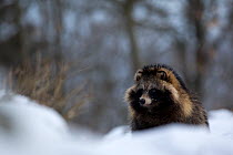 Raccoon dog (Nyctereutes procyonoides) portrait in snow, introduced species, Black Forest, Baden-Wurttemberg, Germany. February.