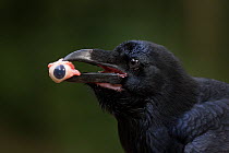 Raven (Corvus corax) feeding on eyeball, Black Forest, Baden-Wurttemberg, Germany. Winner of Birds category of the GDT Competition 2014