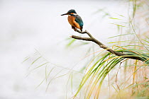 Kingfisher (Alcedo atthis) perched on branch, Black Forest, Baden-Wurttemberg, Germany.