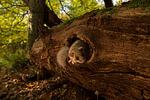 Edible dormouse (Glis glis) in hole in fallen tree, Black Forest, Baden-Wurttemberg, Germany. October.