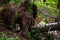 Beech / Stone marten (Martes foina) juveniles in den under tree roots, Black Forest, Baden-Wurttemberg, Germany. June.