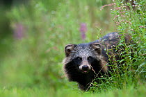 Raccoon dog (Nyctereutes procyonoides) portrait in grass, introduced species, Black Forest, Baden-Wurttemberg, Germany. August.