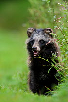 Raccoon dog (Nyctereutes procyonoides) portrait in grassl, introduced species, Black Forest, Baden-Wurttemberg, Germany. August.