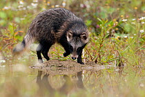Raccoon dog (Nyctereutes procyonoides) walking at waters edge, introduced species, Black Forest, Baden-Wurttemberg, Germany. July.