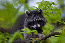 Raccoon (Procyon lotor) portrait in tree,  introduced species,  Black Forest, Baden-Wurttemberg, Germany. April.