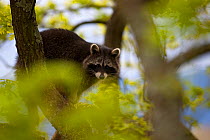 Raccoon (Procyon lotor) portrait in tree, introduced species,  Black Forest, Baden-Wurttemberg, Germany. April.