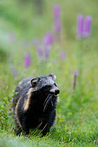 Raccoon dog (Nyctereutes procyonoides) feeding on bird, introduced species, walking in flowers, Black Forest, Baden-Wurttemberg, Germany.