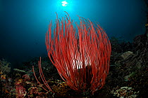 Whip coral (Ellisella ceratophyta) on reef, Raja Ampat, West Papua, Indonesia, Pacific Ocean.