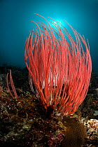 Whip coral (Ellisella ceratophyta) on reef, Raja Ampat, West Papua, Indonesia, Pacific Ocean.