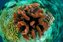 Stony coral (Pocillopora sp) Raja Ampat, West Papua, Indonesia, Pacific Ocean.