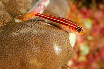 Pygmy goby (Eviota sp) resting on coral, Raja Ampat, West Papua, Indonesia, Pacific Ocean