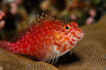 Spotted hawkfish (Cirrhitichthys aprinus) portrait, above coral, Raja Ampat, West Papua, Indonesia, Pacific Ocean.