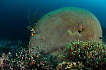 Brain coral (Leptoria phrygia) Raja Ampat, West Papua, Indonesia, Pacific Ocean