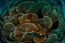 Small polyp stony coral (Montipora sp) plates, Raja Ampat, West Papua, Indonesia, Pacific Ocean.