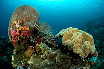 Gardiner's coral (Gardineroseris planulata) and Toadstool coral (Sarcophyton sp) on the right, Raja Ampat, West Papua, Indonesia, Pacific Ocean.