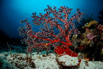 Sea fan (Acanthogorgia sp) Raja Ampat, West Papua, Indonesia, Pacific Ocean.