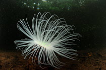 Tube anemone (Cerianthus filiformis) Raja Ampat, West Papua, Indonesia, Pacific Ocean.