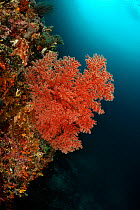 Fan coral (Alcyonacea / Gorgonacea) with open polyps, Raja Ampat, West Papua, Indonesia, Pacific Ocean.