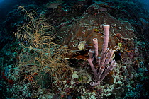 Coral Reef at 30m depth with Black coral (Antipathes dichotoma) left and Tube sponge (Haliclona / Kallypilidion sp) on the right, Raja Ampat, West Papua, Indonesia, Pacific Ocean.