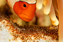 False clown anemonefish (Amphiprion ocellaris) tending its eggs at a late stage of development, North Raja Ampat, West Papua, Indonesia, Pacific Ocean.