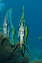 Round faced / Longfin batfish (Platax teira) Raja Ampat, West Papua, Indonesia, Pacific Ocean.