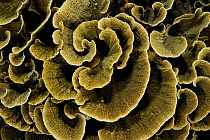 Small polyp stony coral  (Montipora sp) plate form, Raja Ampat, West Papua, Indonesia, Pacific Ocean.