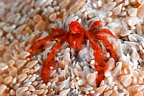 Orangutan crab (Achaeus japonicus) Raja Ampat, West Papua, Indonesia, Pacific Ocean.