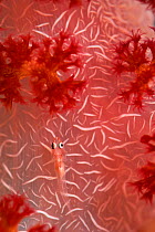 Soft coral ghost goby (Pleurosicya boldinghi) Raja Ampat, West Papua, Indonesia, Pacific Ocean.