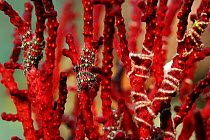 Tiny Brittlestars (Ophiothrix sp) wrapped around the branches of Fan coral, Raja Ampat, West Papua, Indonesia, Pacific Ocean.