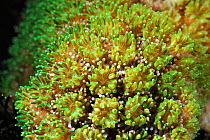 Star coral (Astroides calycularis) Raja Ampat, West Papua, Indonesia, Pacific Ocean.