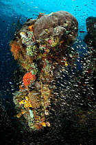 Rich reef landscape with Stone coral, Tunicates, Bryozoa and Reef fish, Raja Ampat, West Papua, Indonesia, Pacific Ocean.