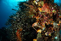 Rich reef landscape with Ox heart ascidian (Polycarpa aurata) and Reef fish, Raja Ampat, West Papua, Indonesia, Pacific Ocean.