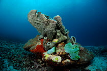 Tube sponge (Niphates callista) on stone coral, Raja Ampat, West Papua, Indonesia, Pacific Ocean.