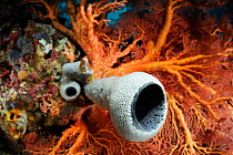 Tube sponge (Cribrochalina sp) and Coral, Raja Ampat, West Papua, Indonesia, Pacific Ocean.