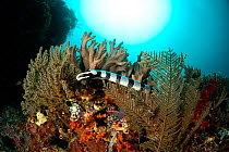 Belcher's sea snake (Hydrophis belcheri) on coral reef, Raja Ampat, West Papua, Indonesia, Pacific Ocean.