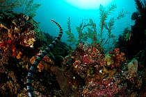 Belcher's sea snake (Hydrophis belcheri) swimming over coral reef, Raja Ampat, West Papua, Indonesia, Pacific Ocean.