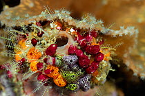 Cluster of colourful Sea tunicates, including Strawberry tunicates (Didemnidae) Raja Ampat, West Papua, Indonesia, Pacific Ocean.
