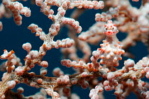Male Pygmy seahorse (Hippocampus bargibanti) camouflaged in a fan coral, Raja Ampat, West Papua, Indonesia, Pacific Ocean.