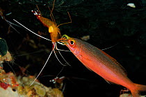 Humpback / Northern / Scarlet cleaner shrimp (Lysmata amboinensis) cleaning the mouth of a Banana fusilier (Pterocaesio pisang) Raja Ampat, West Papua, Indonesia, Pacific Ocean.