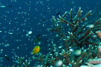 Stone coral (Acropora sp) with a Lemon damsel (Pomacentrus moluccensis) and shoal of fish, Raja Ampat, West Papua, Indonesia, Pacific Ocean.
