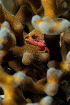 Red spotted guard crab (Trapezia tigrina) resting in Stone coral (Acropora sp) Raja Ampat, West Papua, Indonesia, Pacific Ocean.