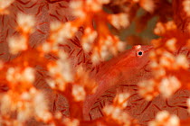Soft coral ghost goby (Pleurosicya boldinghi) camouflaged amongst Soft coral, Raja Ampat, West Papua, Indonesia, Pacific Ocean.