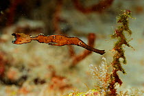Robust ghost pipefish (Solenostomus cyanopterus) Raja Ampat, West Papua, Indonesia, Pacific Ocean