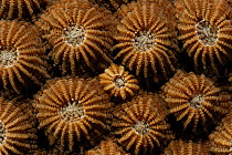 Diploastrea brain / Honeycomb coral (Diploastrea heliopora) with closed polyps, Raja Ampat, West Papua, Indonesia, Pacific Ocean.