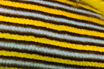 Yellow-ribbon sweetlip (Plectorhinchus polytaenia) close up of stripes, Raja Ampat, West Papua, Indonesia, Pacific Ocean.