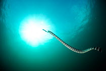 Belcher's sea snake (Hydrophis belcheri) swimming with sun shining through water, Raja Ampat, West Papua, Indonesia, Pacific Ocean.